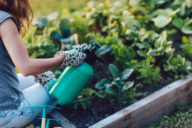 Woman working and taking care of the plants stock photo