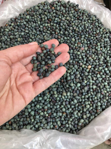 istock hand holding terebinth berry in the bazaar in Turkey 1155169884