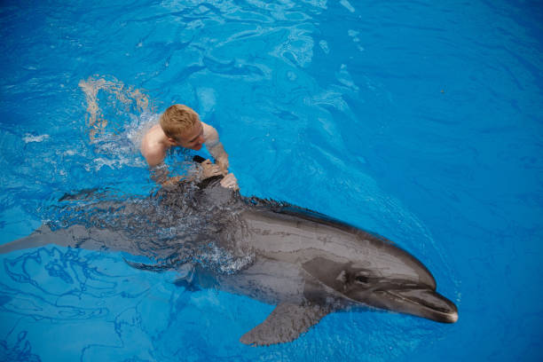istock happy man swim with dolphin in dolphinarium 1155170009