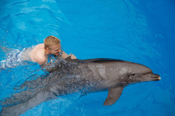 istock happy man swim with dolphin in dolphinarium 1155170062
