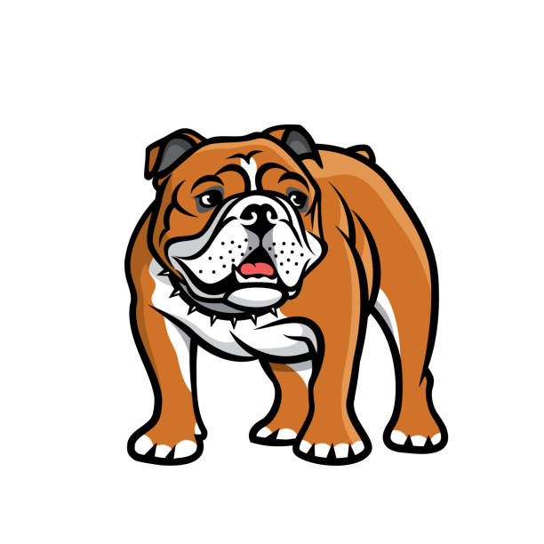 English bulldog - isolated vector illustration English bulldog bulldog stock illustrations