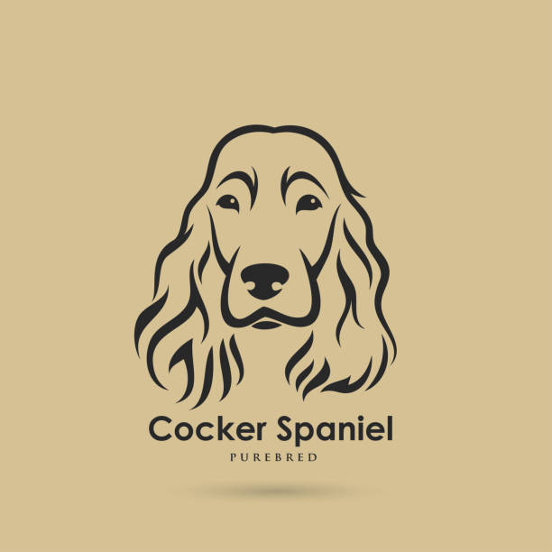 Cocker spaniel - vector illustration Cocker spaniel spaniel stock illustrations