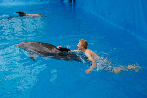 istock happy man swim with dolphin in dolphinarium 1155170261