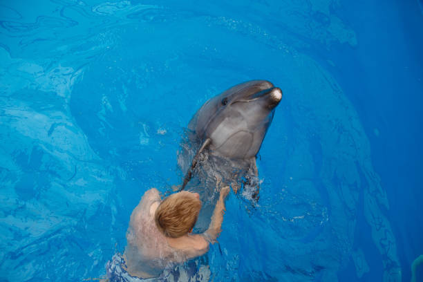 istock happy man swim with dolphin in dolphinarium 1155170673