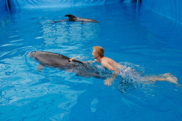 istock happy man swim with dolphin in dolphinarium 1155170677