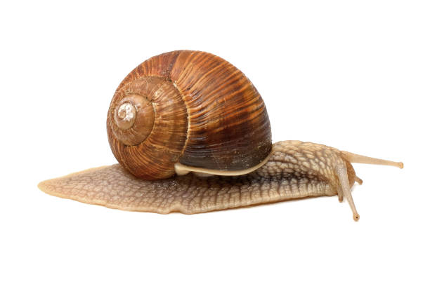istock Close-up of a vineyard snail 1155170710