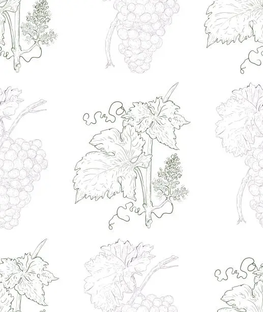 Vector illustration of Vine seamless pattern