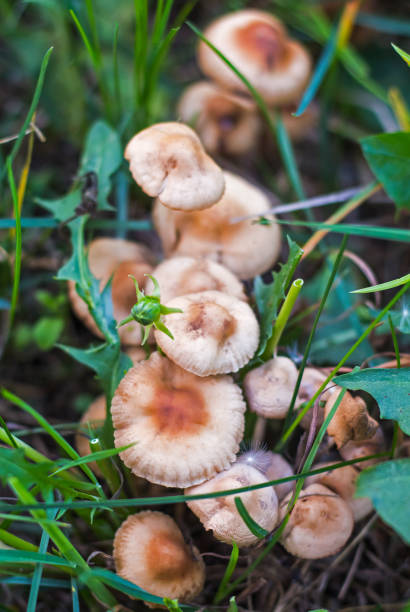 micelio de pequeñas agáricas de miel francesa que crecen en una fila en un prado en la hierba, primer plano - vertical meadow mushroom vegetable fotografías e imágenes de stock