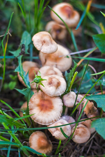 grzybnia małych francuskich agaric miodu rośnie w rzędzie na łące w trawie, zbliżenie - vertical meadow mushroom vegetable zdjęcia i obrazy z banku zdjęć