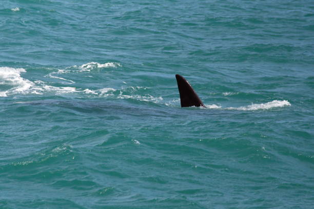 istock Fin of a Southern right whale 1155172890