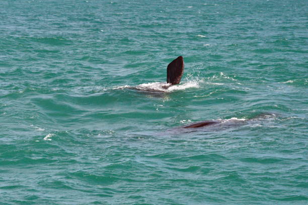 istock Fin of a Southern right whale 1155173022