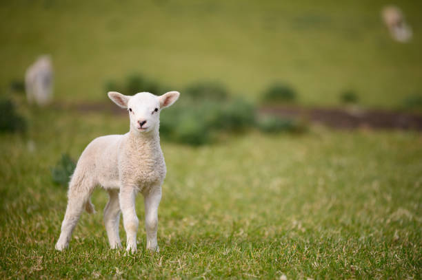 frühlingskäbe und schafe in grüner wiese - sheep wool meadow pasture stock-fotos und bilder