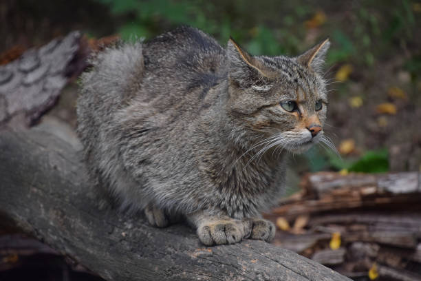 istock European wildcat sitting side view close up 1155174310