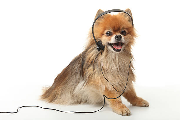 little dog con auriculares - pampered pets audio fotografías e imágenes de stock