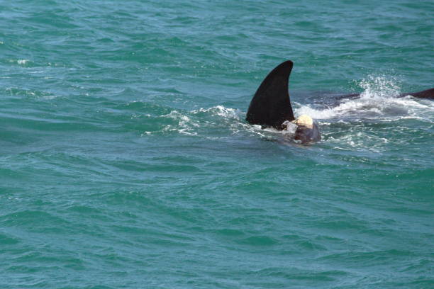 istock Fin of a Southern right whale 1155175746