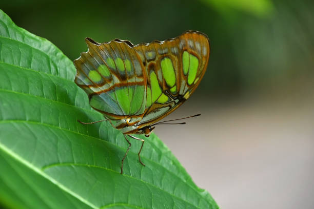 istock Green and brown tropical butterfly on leaf 1155175823