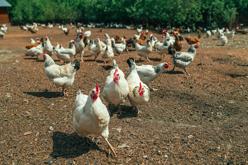 Chickens in poultry farm