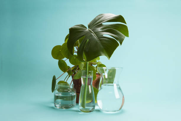 istock plant Pilea peperomioide and monstera and water 1155175863