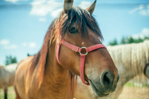 Horse in a farm, close-up