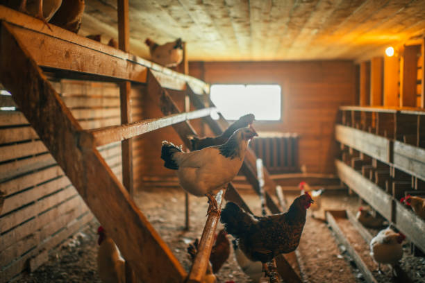 hühnchen im haus in einem bauernhof - hühnerstall stock-fotos und bilder