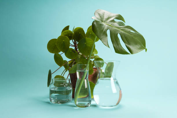 istock plant Pilea peperomioide and monstera and water 1155175881
