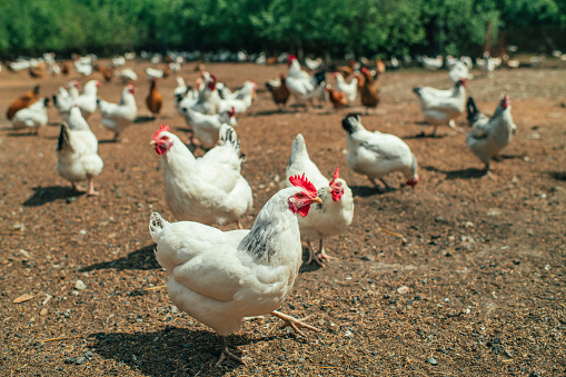 Chickens in poultry farm