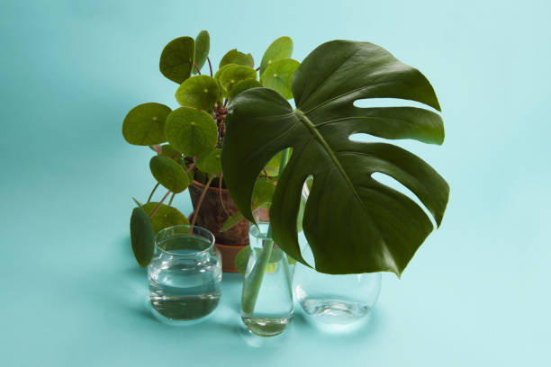 istock plant Pilea peperomioide and monstera and water 1155175892