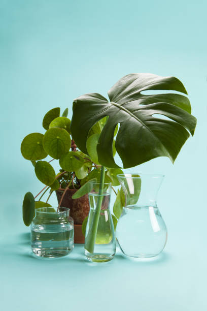 istock plant Pilea peperomioide and monstera and water 1155175893