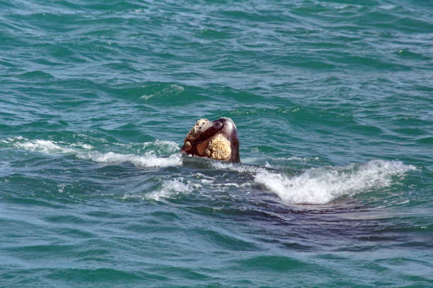 istock Head of a Southern right whale 1155176000