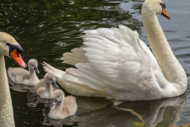 istock Swan family 1155176040