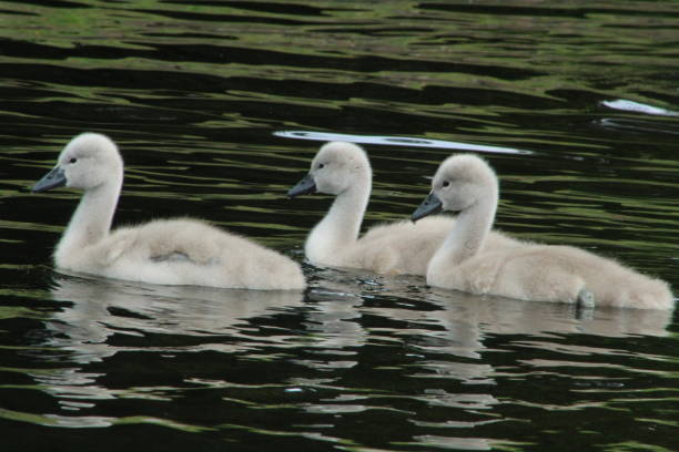 istock Cute cygnets swimming 1155176201