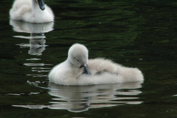 istock Cute cygnets swimming 1155176907