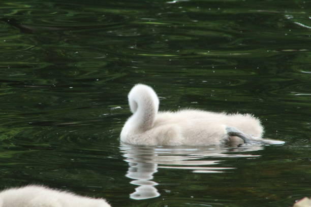 istock Cute cygnets swimming 1155176993