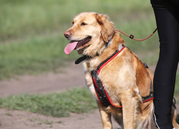 istock Side view outdoor dog portrait at summertime 1155177356