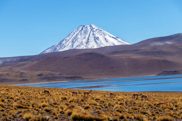 laguna miscanti alta nelle ande nel deserto di atacama, cile settentrionale, sud america - panoramic nature atacama region south america foto e immagini stock