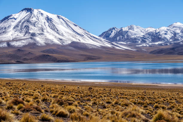 laguna miscanti alta nelle ande nel deserto di atacama, cile settentrionale, sud america - panoramic nature atacama region south america foto e immagini stock