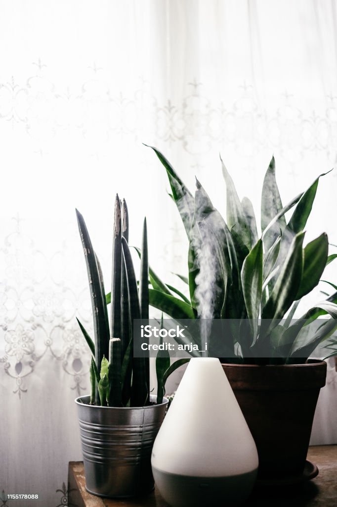 Essential oils diffuser Essential oils diffuser surrounded by plants in bright interior Essential Oil Stock Photo