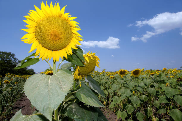 istock Sunflowers (Helianthus annuus), sunflower field 1155178969