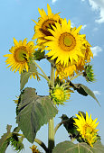 sonnenblumen-sonnenblumenfeld.jpg?b=1&s=170x170&k=20&c=5fwnfQpvWIg90qTnQuwEeFboB4WPtjpEzUn03tZWUJE=