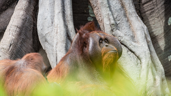 Dublin Zoo, Ireland: An adult Orangutan poses for a portrait.