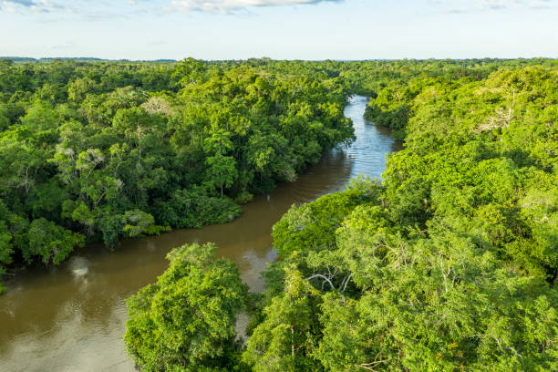 istock Jungle river in the rainforest of the Congo Basin 1155179315