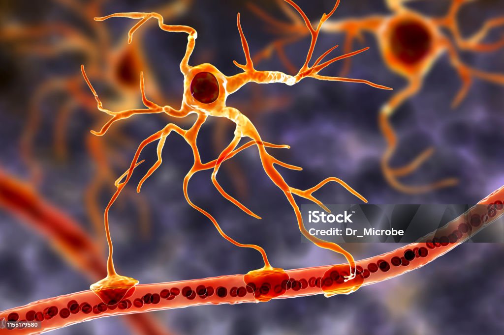 Astrocyte and blood vessel Astrocyte and blood vessel, 3D illustration. Astrocytes, brain glial cells, also known as astroglia, connect neuronal cells to blood vessels Illness Stock Photo