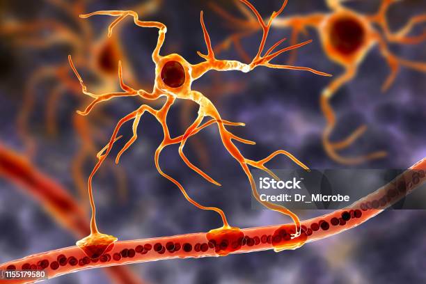 Astrocyte And Blood Vessel Stock Photo - Download Image Now - Illness, Astrocyte, Glia