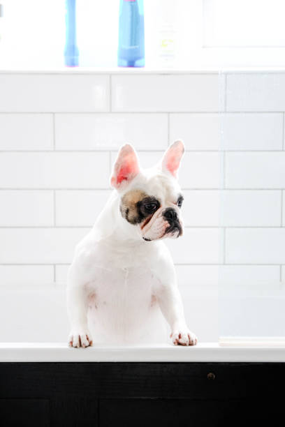 istock Dog waiting to take a bath 1155181067