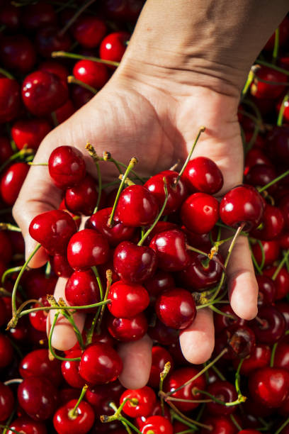 istock man with freshly collected cherries in his hand 1155181079
