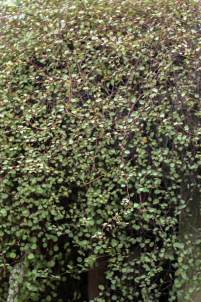 Green plant found in nature background