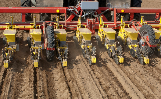 Sowing of beet by seeding machine.