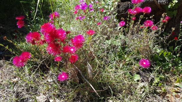 istock bush with pink flowers 1155184159