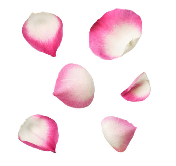 istock Set of pink rose petals 1155184810