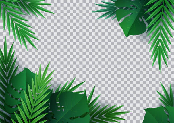 Hello summer, summertime. Background of tropical plants. Palm leaves, jungle leaf. The poster for sale and an advertizing sign.  Vector Hello summer, summertime. Background of tropical plants. Palm leaves, jungle leaf. The poster for sale and an advertizing sign.  Vector banana borders stock illustrations